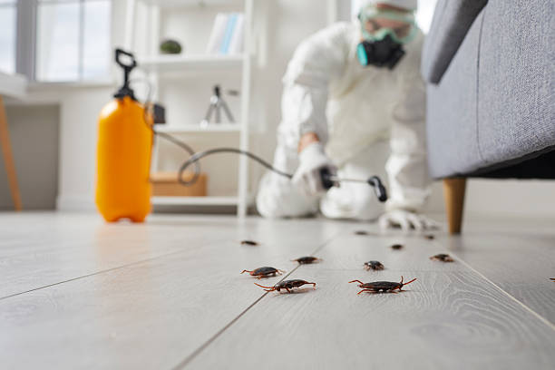 Post-Treatment Bed Bug Interceptor Monitoring in Markham